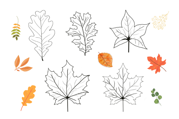 Fall Leaves Autumn Leaves Clip Lineart