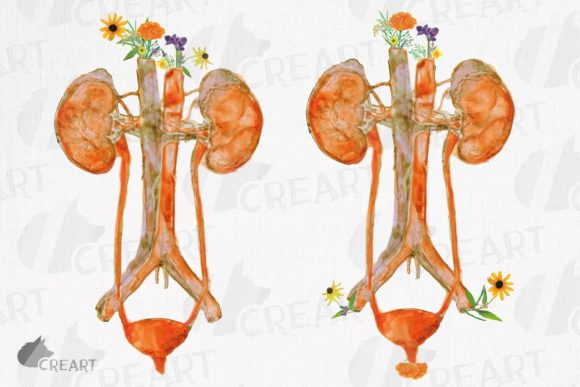 Prairie Flowers Urinary Tract System Art: Graphics and Print Templates